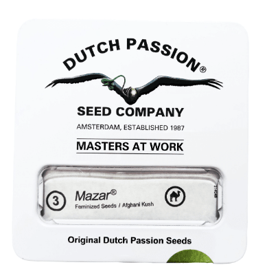 DUTCH PASSION MAZAR FEM X31