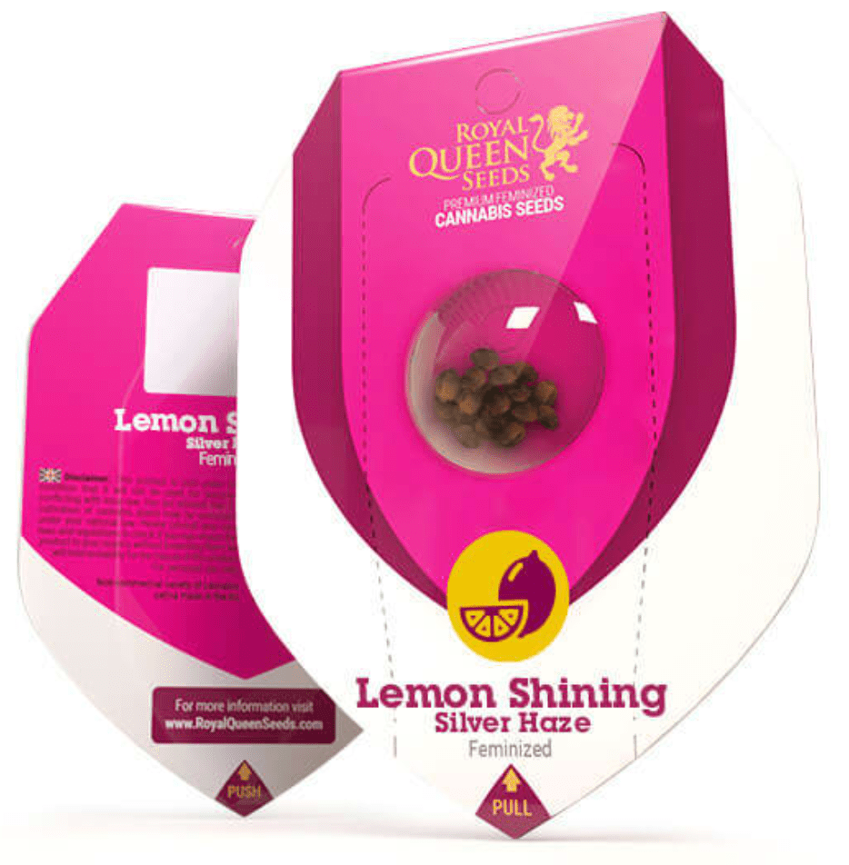 Lemon Shining Silver Haze Royal Queen Seeds (Pack: 3 uds)1