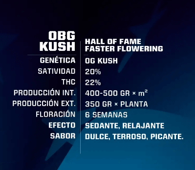 OBG KUSH FAST VERSION BSF SEEDS 2 UNID1