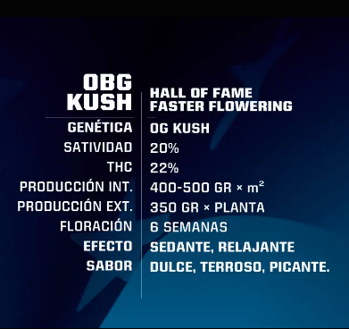 OBG KUSH FAST VERSION BSF SEEDS 2 UNID2