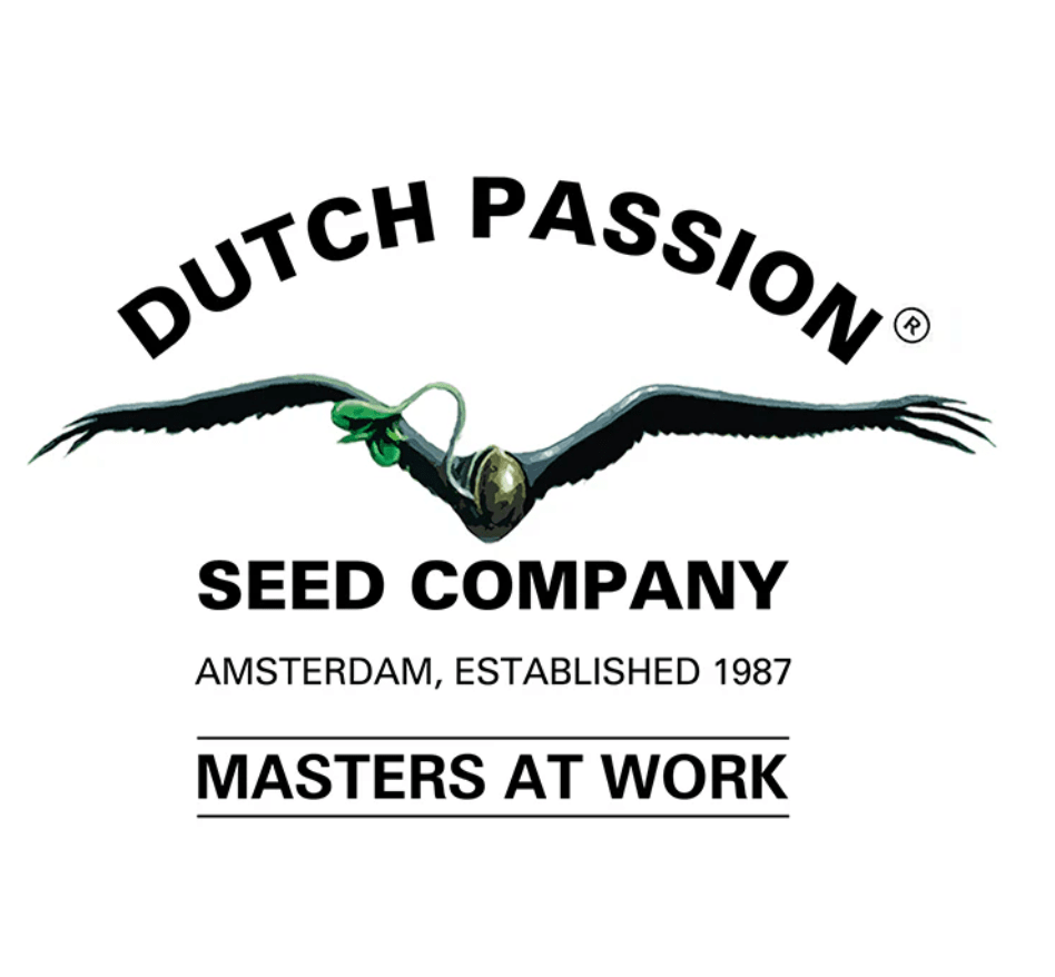 DUTCH PASSION FORBIDDEN CHERRY AUTO X31
