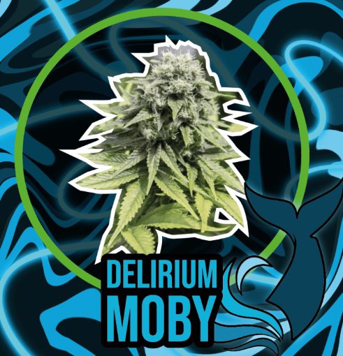 DELIRIUM SEEDS DELIRIUM MOBY FASTVERSION 12UN1