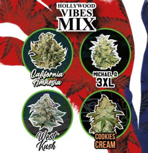 DELIRIUM SEEDS AUTO HOLLYWOOD VIBES MIX X41