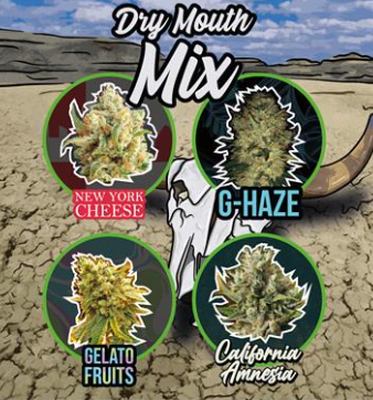 DELIRIUM SEEDS MIX DRY MOUTH LINE X4 AUTO1