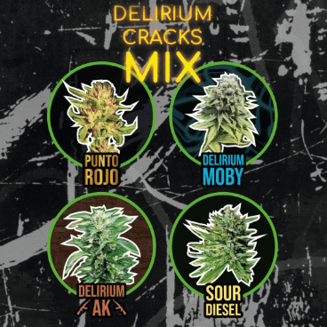 DELIRIUM SEEDS FAST VERSION DELIRIUM CRACKS MIX X41