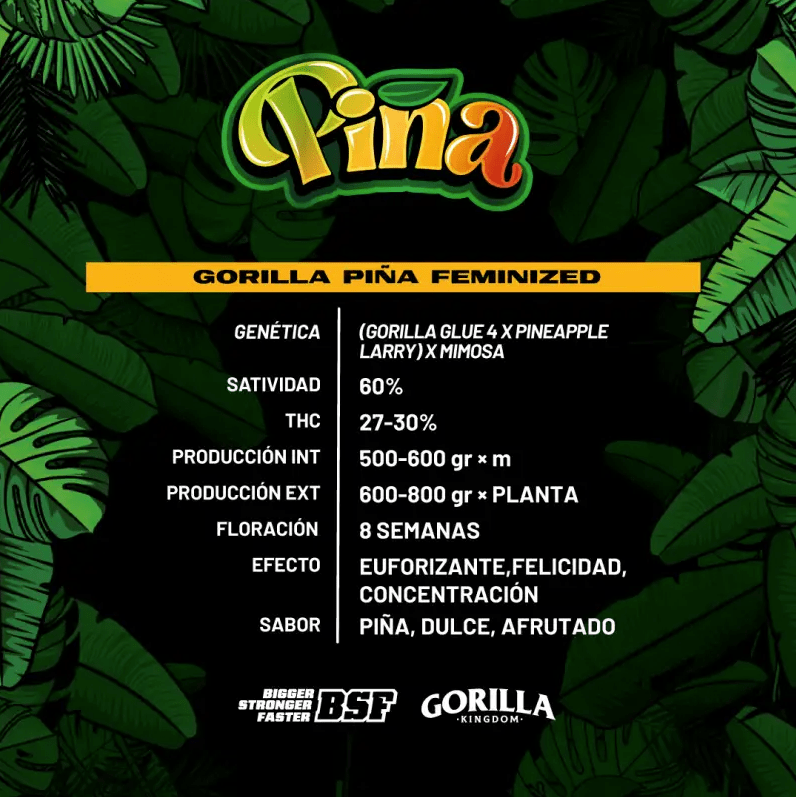 BSF GORILLA PIÑA FEM 12UN1