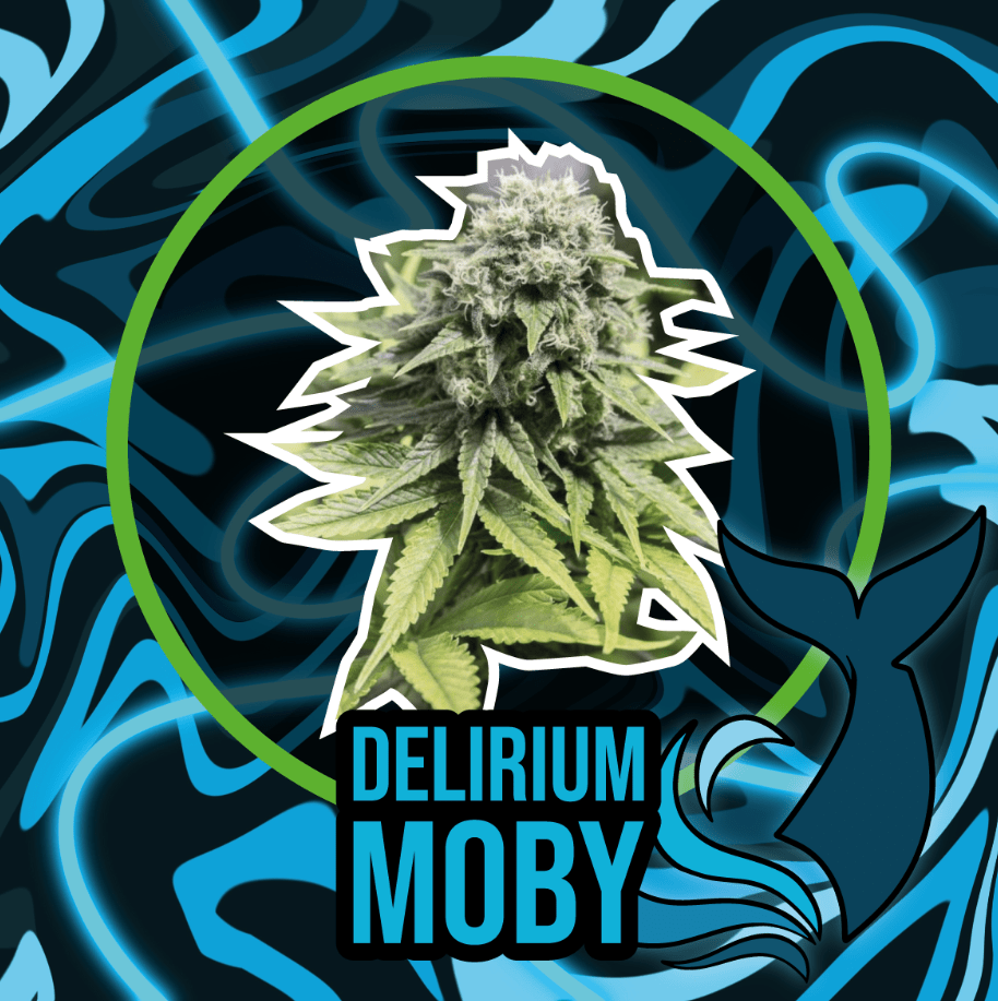 DELIRIUM SEEDS PUNTO ROJO AUTO X121