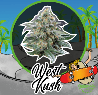 DELIRIUM SEEDS WEST KUSH AUTO X1 UN1