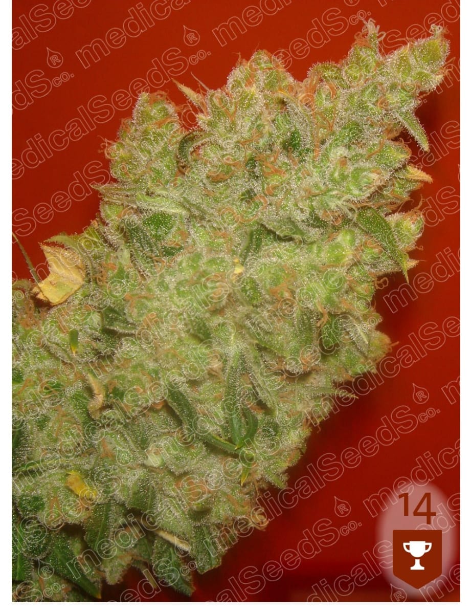 MEDICAL SEEDS JACK LA MOTA1