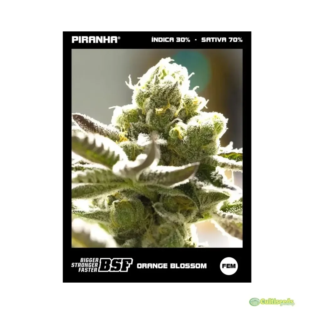 ORANGE BLOSSOM XXL 4 UNID AUTO - BSF SEEDS2