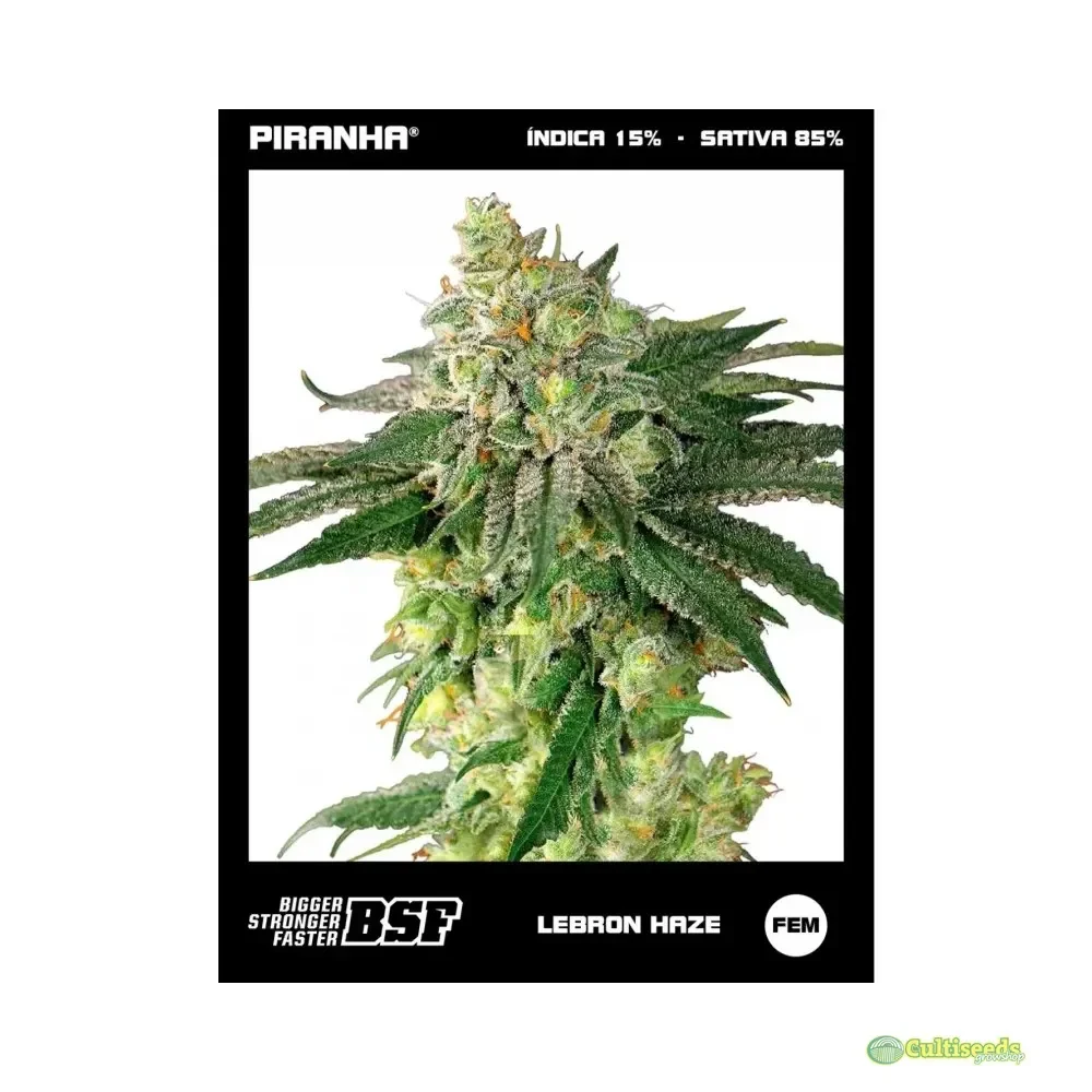 BSF SEEDS LEBRON HAZE3