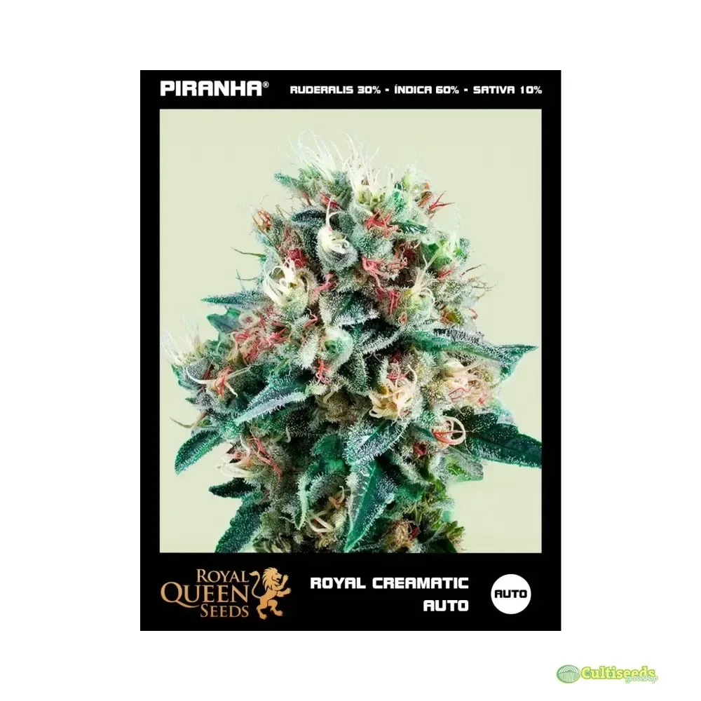 ROYAL QUEEN SEEDS AUTO ROYAL CREAMATIC 3 UNID1