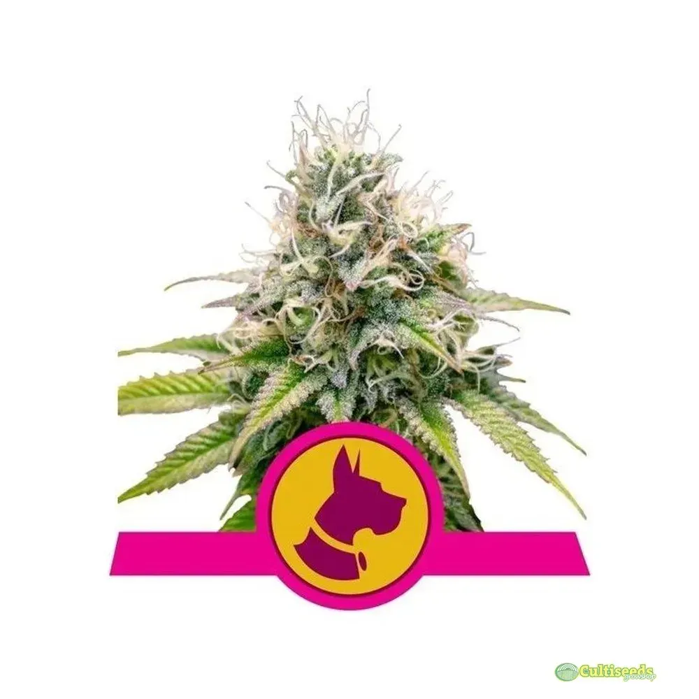 ROYAL QUEEN SEEDS KALI DOG FEM 3UN1
