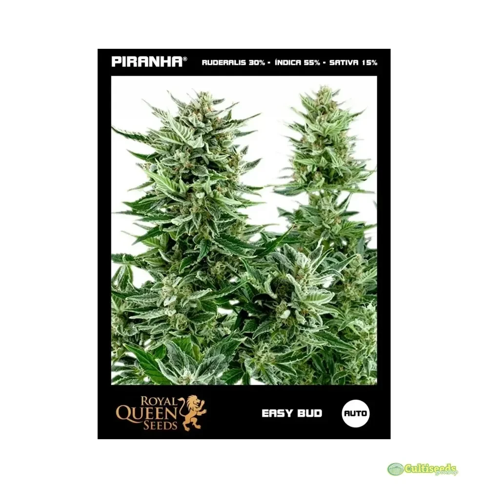 ROYAL QUEEN SEEDS AUTO EASY BUD 3 UNID2