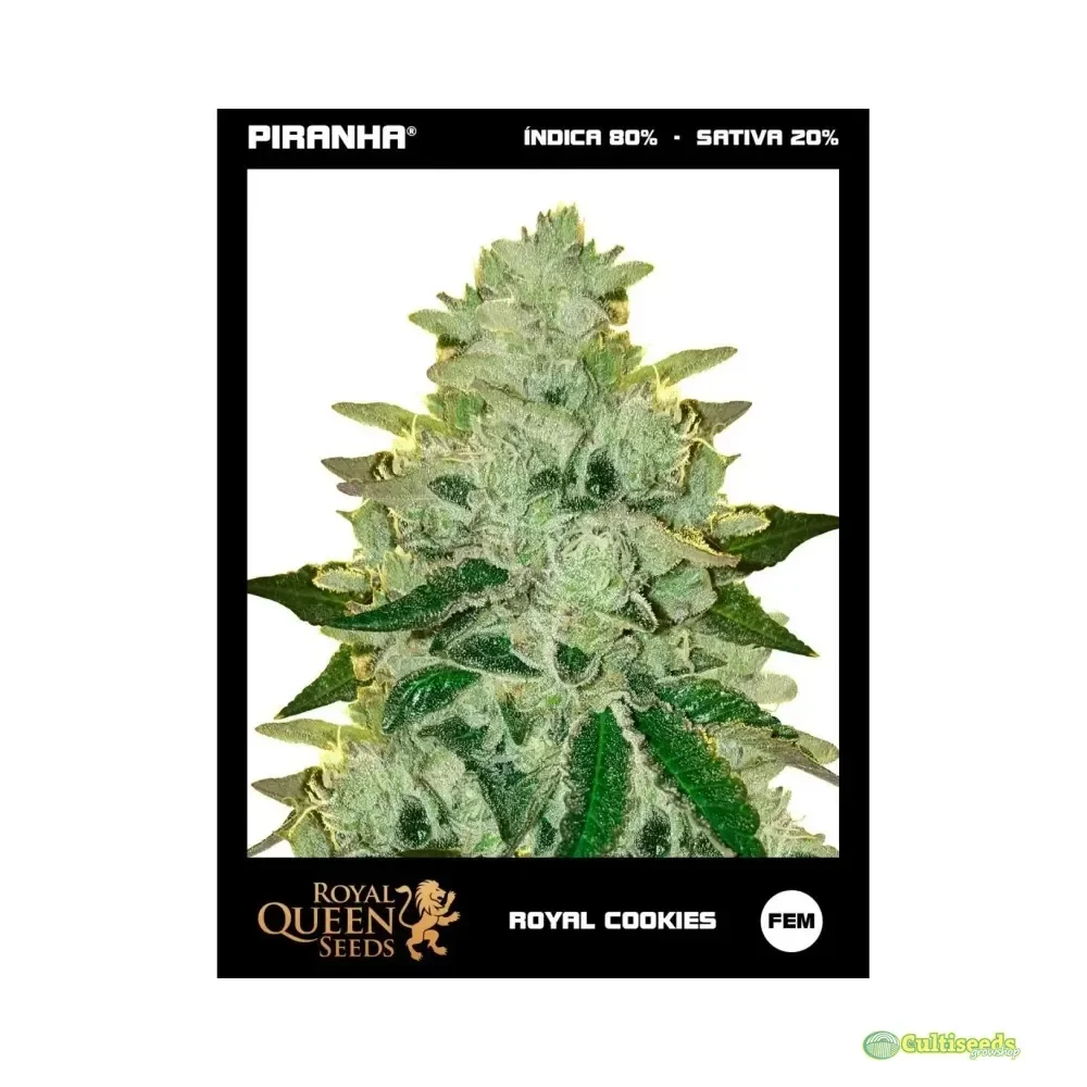 ROYAL COOKIES AUTO 3 UNID ROYAL QUEEN SEEDS2