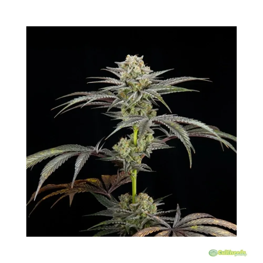 710 SEEDS SEMILLA FEM 4 UNIDADES AVOCADO OG1
