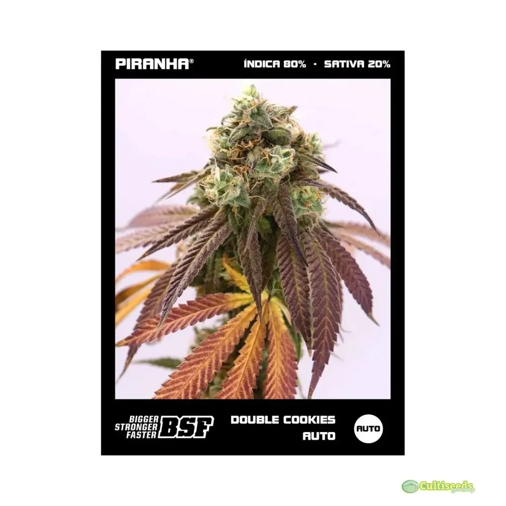 BSF SEEDS DOUBLE COOKIES AUTO 2 UNID1