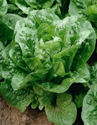 LECHUGA GALLEGA DE INVIERNO X GRAMO