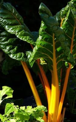 ACELGA PENCA AMARILLA X GRAMO