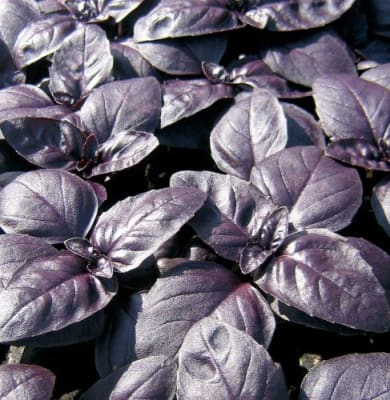 ALBAHACA MORADA X GRAMO