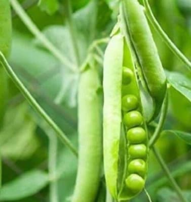 ARVEJA UTRILLO ANASAC X KG