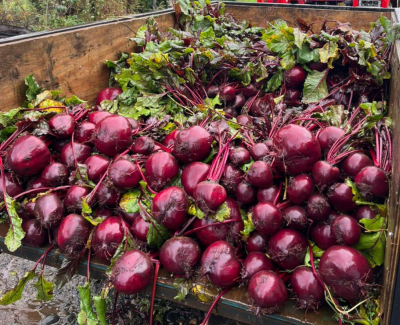 BETARRAGA BORO F1 X GRAMO