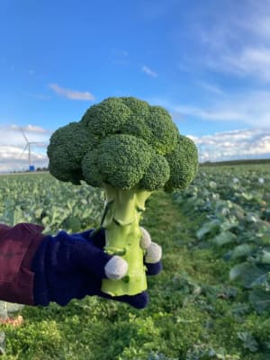 BROCOLI SALINAS X GRAMO PELETIZADA