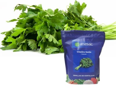CILANTRO SANTO 1KG