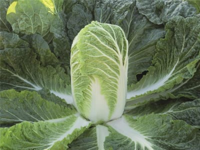 COL CHINA X GRAMO PELETIZADA