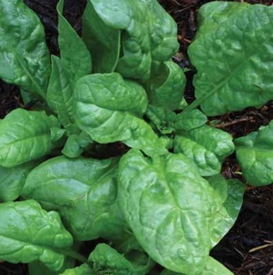 ESPINACA MONSTRUOSA DE VIROFLAY X GRAMO