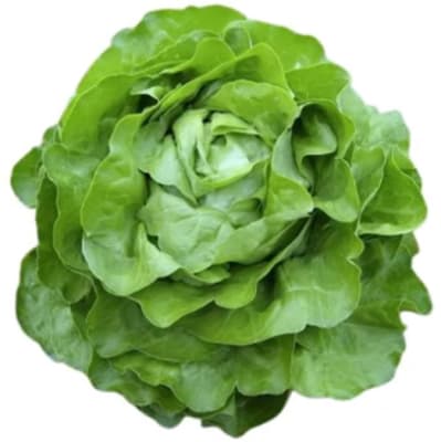 LECHUGA GRAFFITI X GRAMO