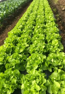 LECHUGA MARENGO 5MX