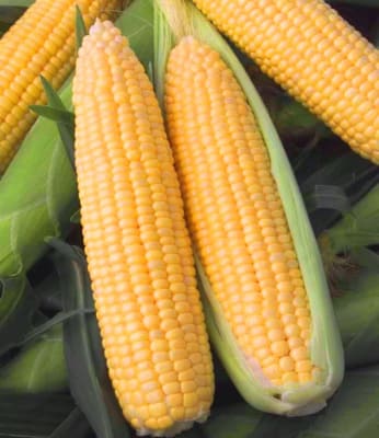 MAIZ DULCE JUBILEE X GRAMO