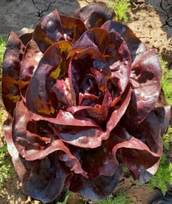 LECHUGA MATRIOSKA X GRAMO