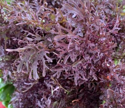 MIZUNA ROJA X GRAMO1