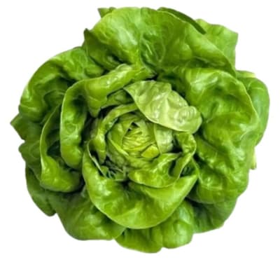 LECHUGA OFELIA X GRAMO
