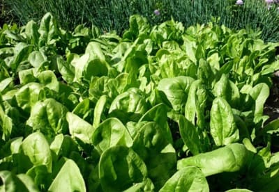 ESPINACA PYTHON RZ X GRAMO