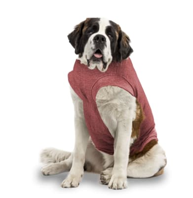 BODY DE PERRO SIN PATAS