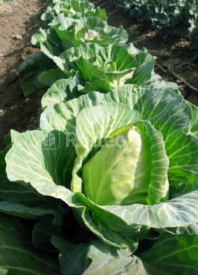 REPOLLO CORAZON DE BUEY 100 GRS1