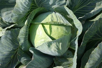 REPOLLO QUINTAL DE ALSACIA 100GRS1