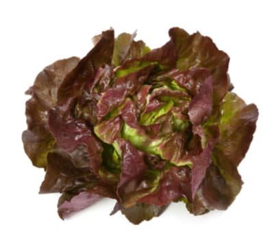 LECHUGA SKYPHOS X GRAMO