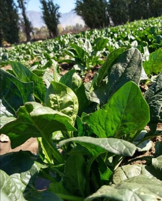 ESPINACA MANUTARA X GRAMO1