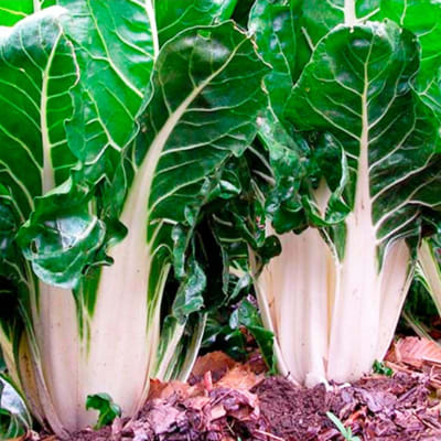 ACELGA PENCA BLANCA X GRAMO1