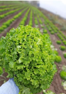LECHUGA PX286 X GRAMO
