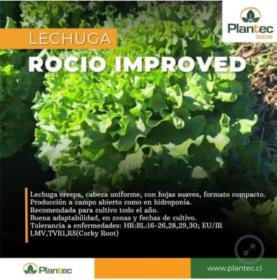 LECHUGA ROCIO IMPROVED (MEJORADA) X GRAMO