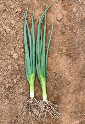 CEBOLLIN RABUCO X GRAMO