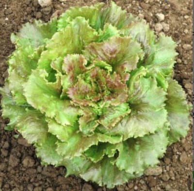 LECHUGA SIERRA X GRAMO