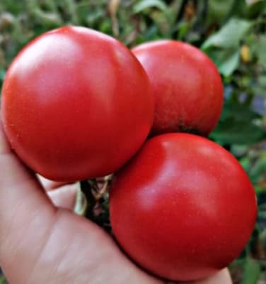 TOMATE CAL ACE X GRAMO