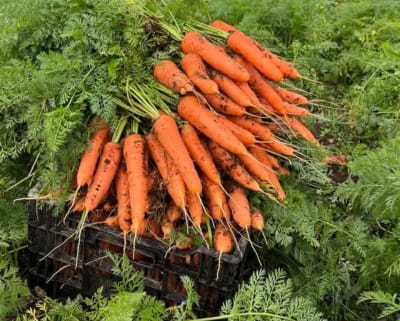 ZANAHORIA CONGA X GRAMO