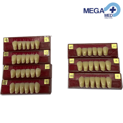 DIENTE MARCHE ANTERIOR INFERIOR1